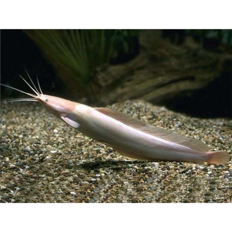Clarias batrachus albin Walking Catfish - imagine 3